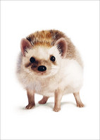 Henna Adel  - Hedgehog