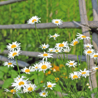 Daisies (14x14cm)
