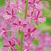Fireweed (14x14cm)