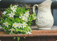 White anemones and jug