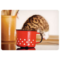 Kitten in a mug