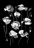 Utuliini - Poppies in the midnight