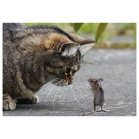Kissa ja hiirulainen