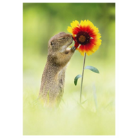 The squirrel smells the flower