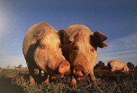 A pair of pigs on a meadow