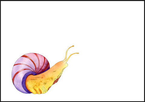 Snail - envelope (C6) #1