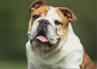 Bulldog