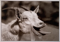 Funny goat