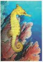 Sea horse