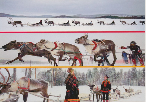 Reindeer ride