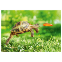 Tortoise and frisbee