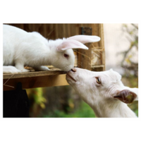 Goat and bunny kiss