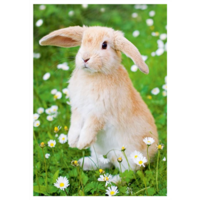 Bunny in the middle of flowers