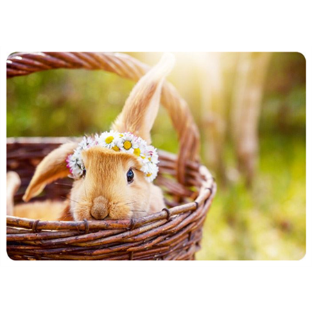 Beautiful bunny in a basket