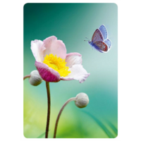 Butterfly meets flower