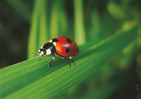 Ladybird on gras