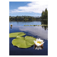 Jukka Risikko - Water lily