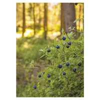 Jukka Risikko - Blueberry rods