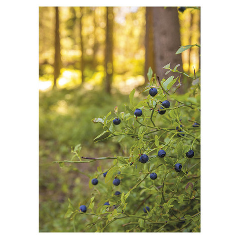 Jukka Risikko - Blueberry rods