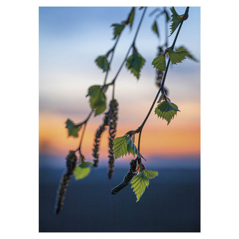Jukka Risikko - Leaves in spring evening