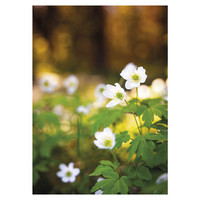 Jukka Risikko - White anemones