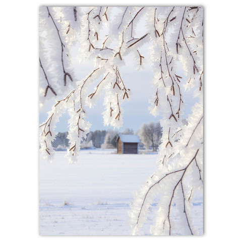 Jukka Risikko - Snow frost