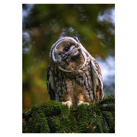 Jukka Risikko - Long-eared owl