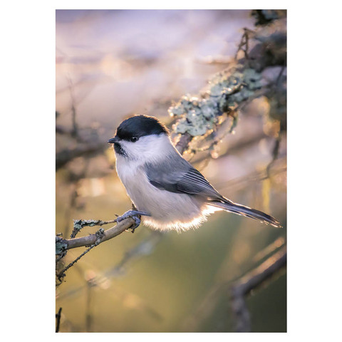 Jukka Risikko - Willow tit