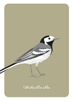 Bedaprint - White wagtail