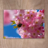 Bumblebee in bloom