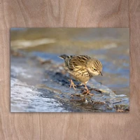 Dunnock