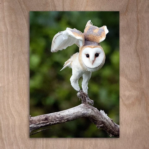 Tornipöllö