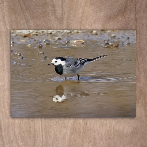 Wagtail in water