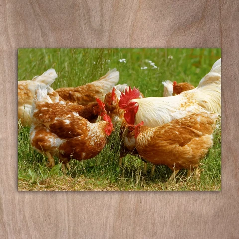 Chickens in the grass