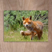 Beautiful fox in the grass