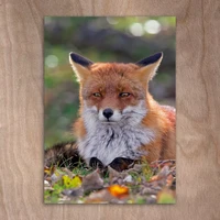 A fox lying down