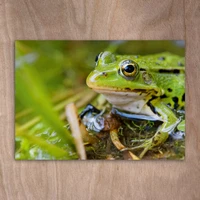 Edible frog