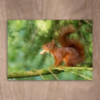 A squirrel with a nut in its mouth