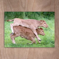 Limousin cattle