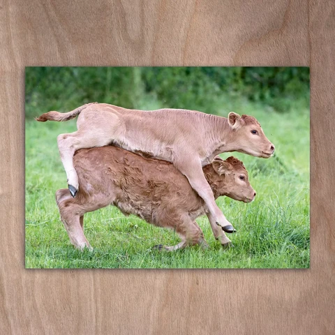 Limousin-lehmät