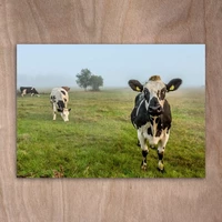 Normande cattle