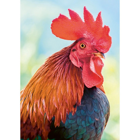Handsome cock