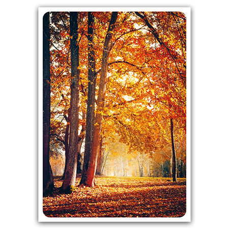Autumn trees