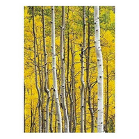 Autumn birches