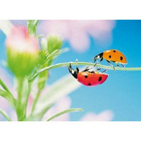 Ladybugs on the grass