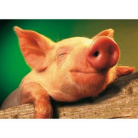 A happy pig