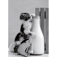 Kitten drinking milk