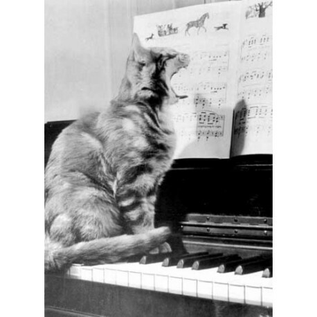 Cat as a singer