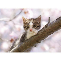 Kitten on a branch