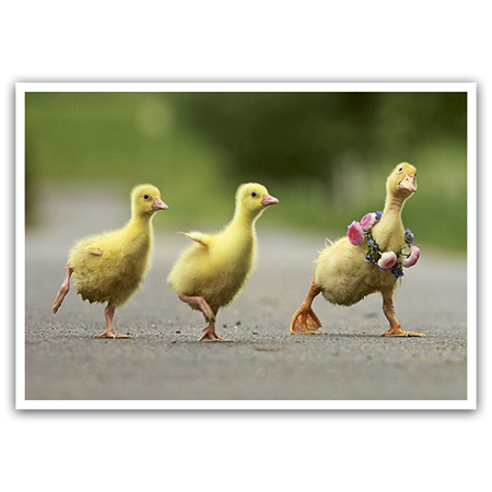 Ducklings